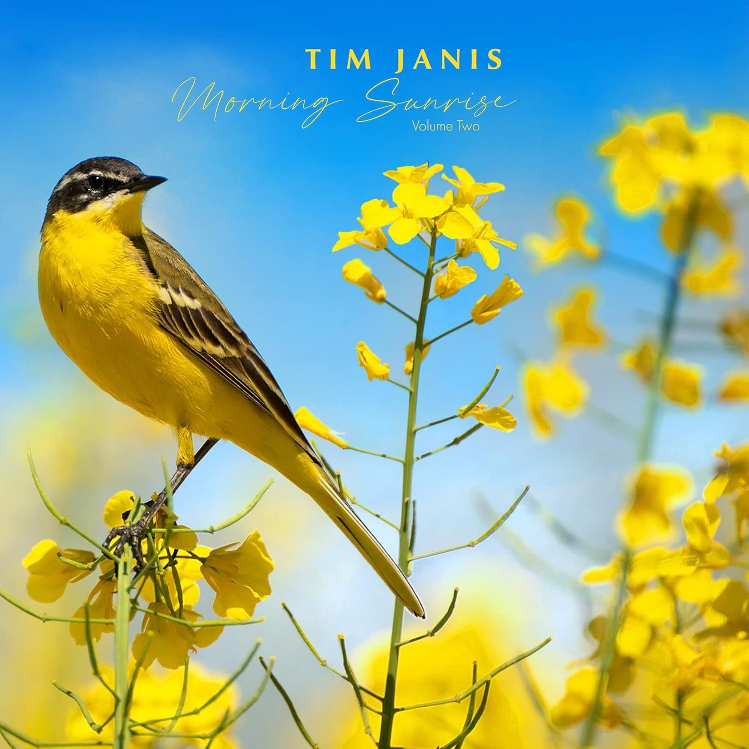 Tim Janis Morning Sunrise Volume Two Audio Traditional Hymns – Elevate Mornings with Relaxing Instrumental Hymns Soft Piano Melodies & Soothing Inspirations , Relaxation Music Songs for Stress Relief