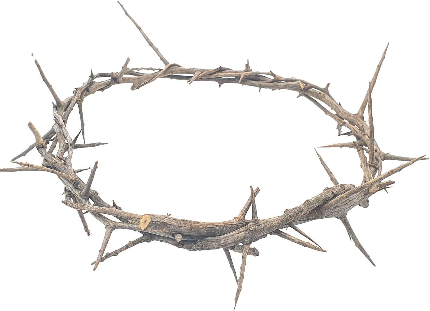 Jerusalem Authentic Biblical Lifesize Real Crown of Thorns with Box & Zuluf Certificate | Religious Easter Wreath Home Décor Tree Topper | Jesus Christ Wall Decor Christmas Christian Gifts| HLG214